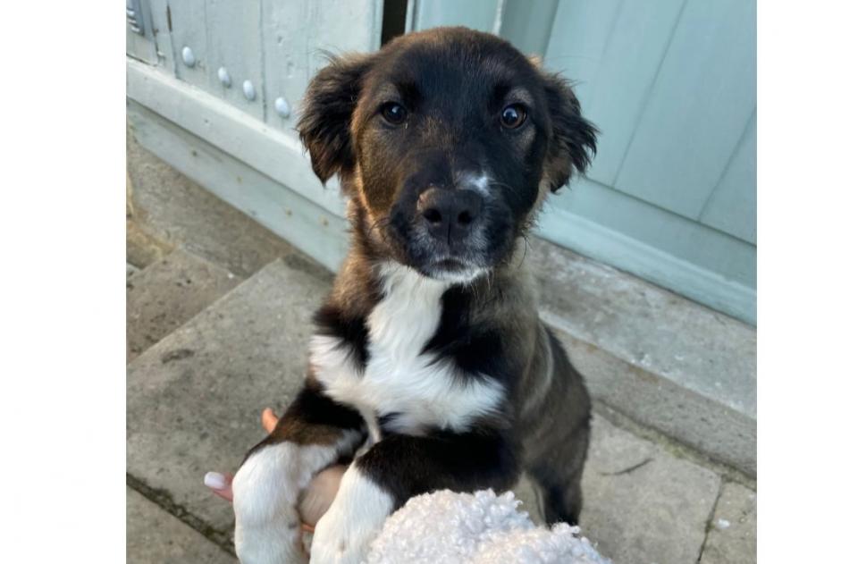 Alerte Découverte Chien Femelle Barie France
