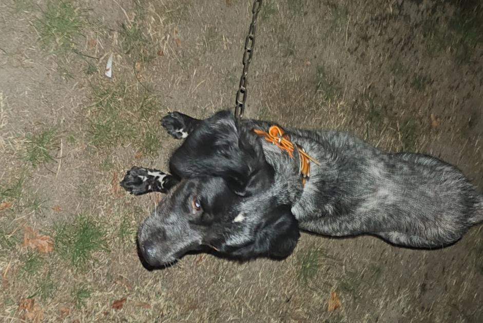 Alerte Découverte Chien Femelle , Entre 7 et 9 mois Saint-Ciers-sur-Gironde France