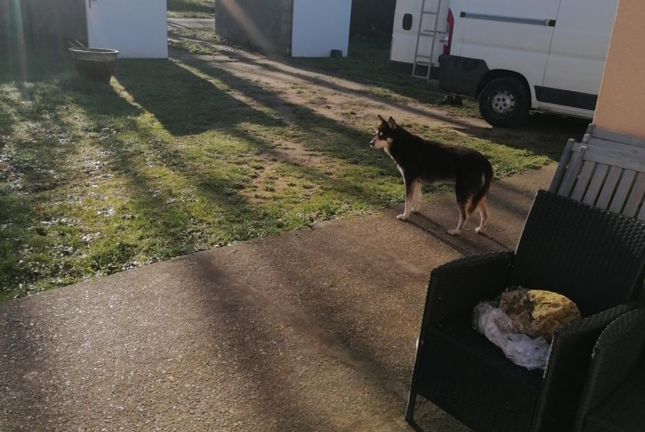 Alerte Découverte Chien  Femelle Cartelègue France