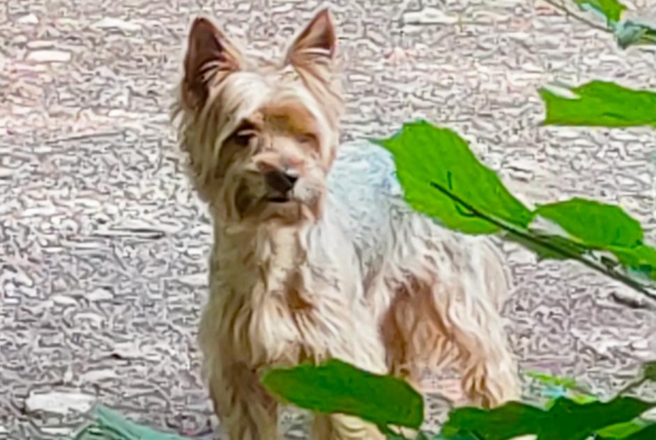 Alerte Découverte Chien  Mâle Gujan-Mestras France