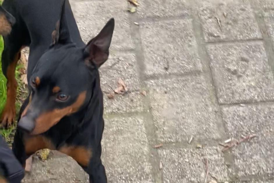 Alerte Découverte Chien Mâle Floirac France Alerte Découverte Chien Mâle Floirac France