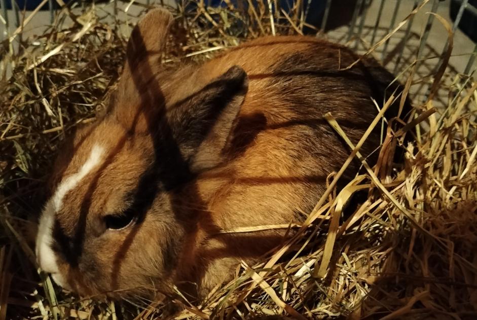 Alerte Découverte Lapin Inconnu Blanquefort France Alerte Découverte Lapin Inconnu Blanquefort France