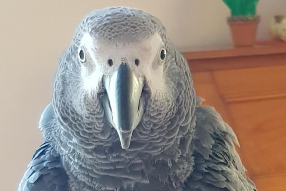 Alerte Disparition Oiseau Mâle , 2023 ans Saint-Médard-en-Jalles France Alerte Disparition Oiseau Mâle , 2023 ans Saint-Médard-en-Jalles France