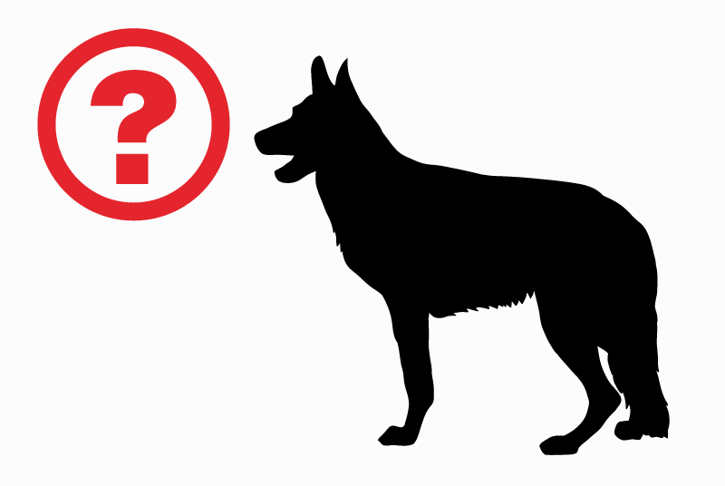 Discovery alert Dog miscegenation Female Sauveterre-de-Guyenne France