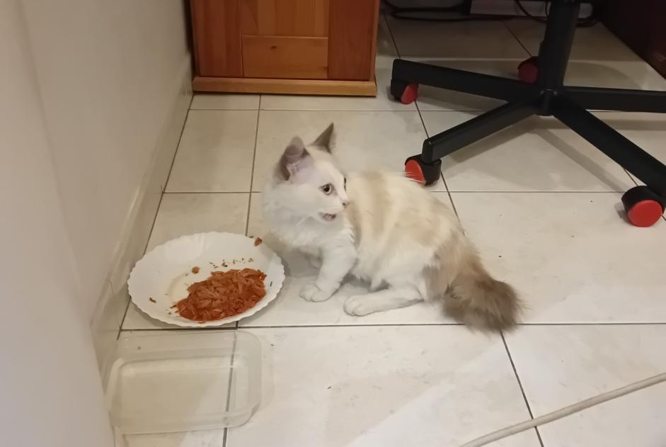 Avviso Ritrovamento Gatto Femmina Libourne Francia