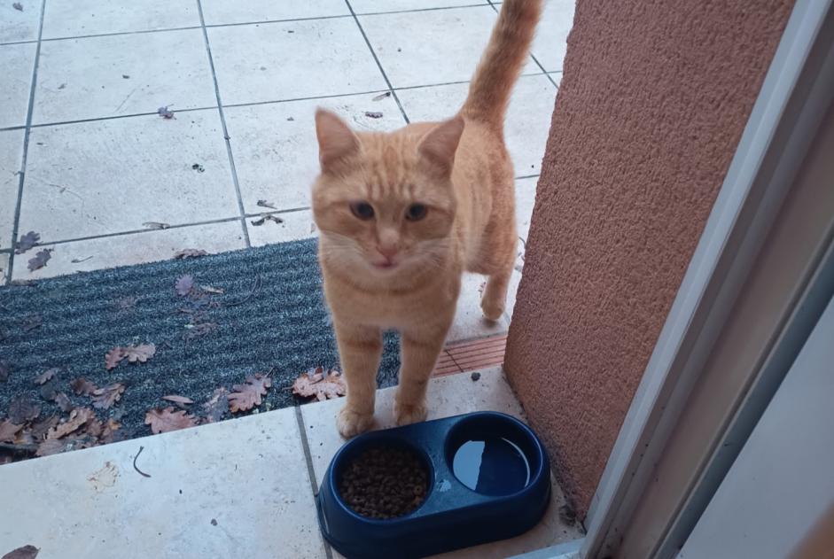 Avviso Ritrovamento Gatto Maschio Paillet Francia Avviso Ritrovamento Gatto Maschio Paillet Francia