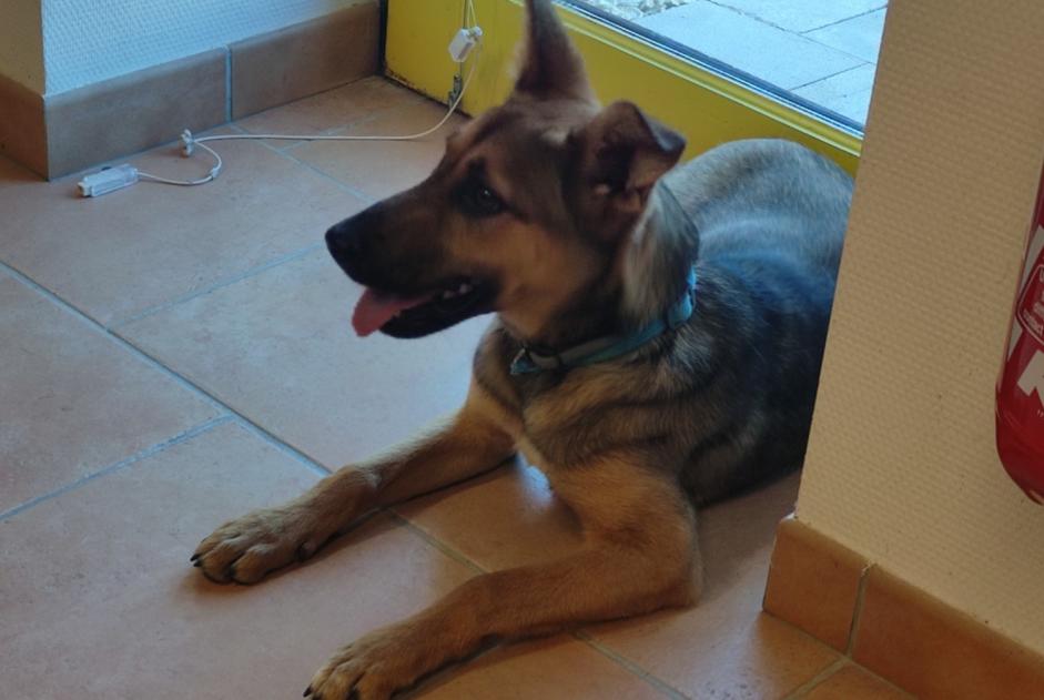 Ontdekkingsalarm Hond  Vrouwtje Blasimon Frankrijk
