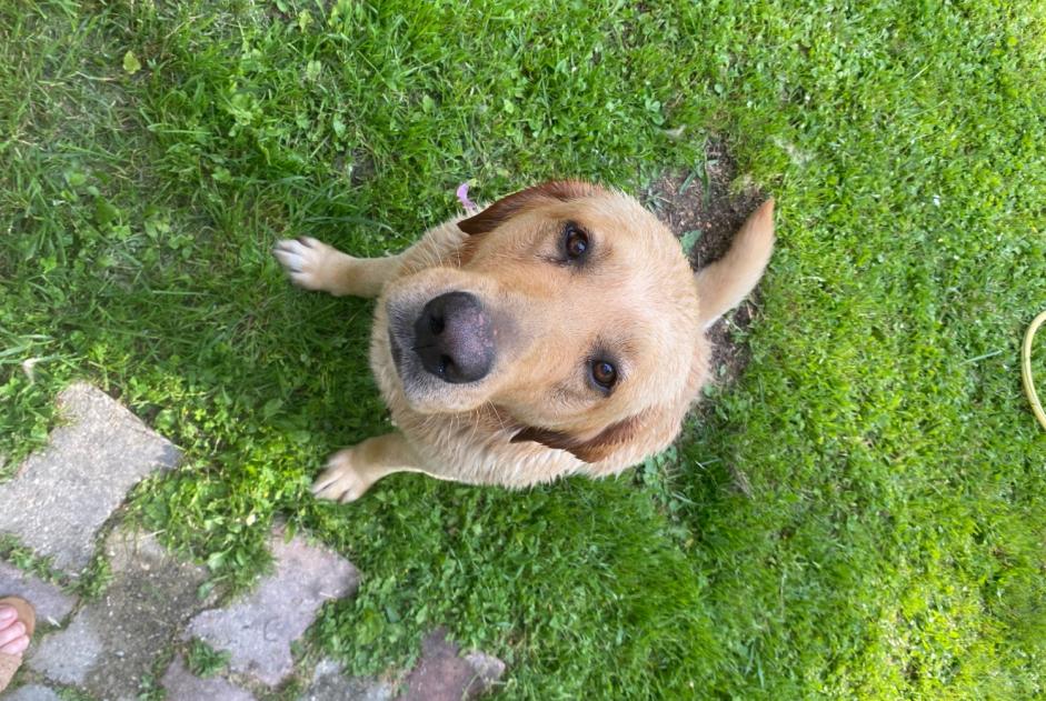 Ontdekkingsalarm Hond rassenvermenging Mannetje Ambarès-et-Lagrave Frankrijk