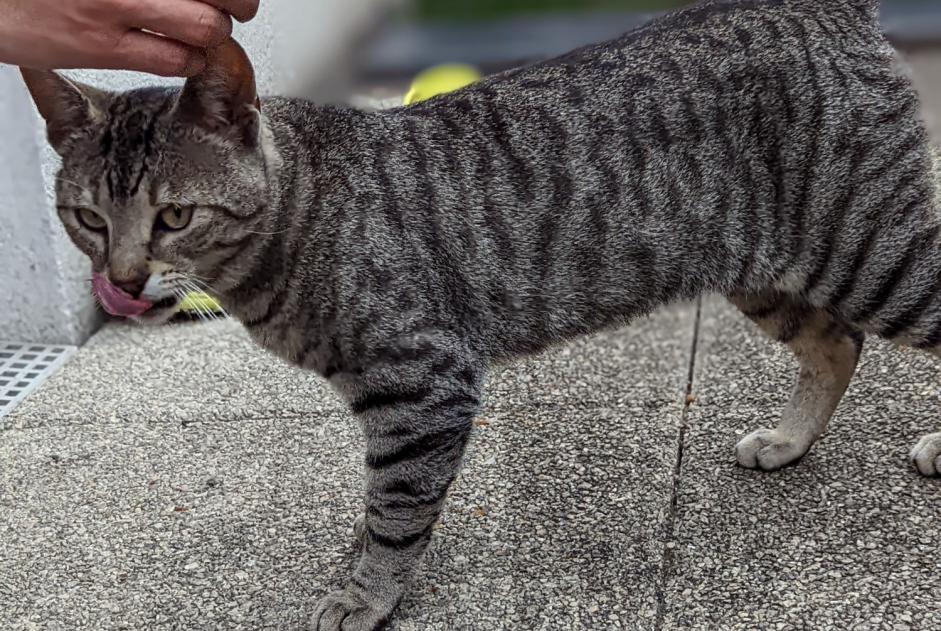 Ontdekkingsalarm Kat Mannetje , 2 jaar Artigues-près-Bordeaux Frankrijk Ontdekkingsalarm Kat Mannetje , 2 jaar Artigues-près-Bordeaux Frankrijk