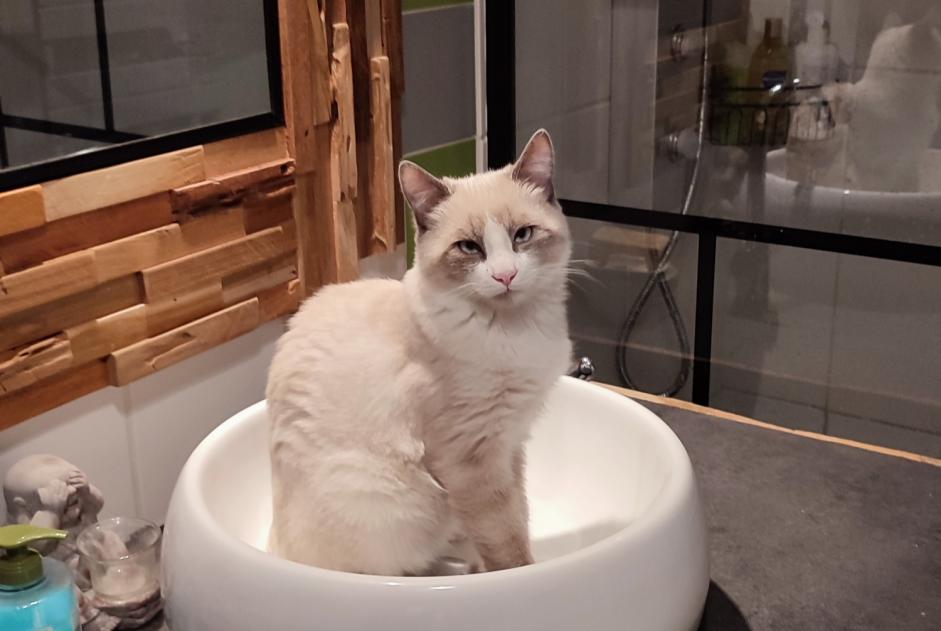 Verdwijningsalarm Kat rassenvermenging Mannetje , 1 jaar Izon Frankrijk