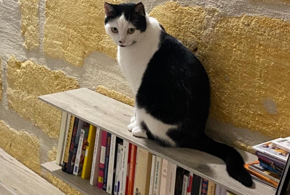 Verdwijningsalarm Kat Mannetje , 3 jaar Bordeaux Frankrijk