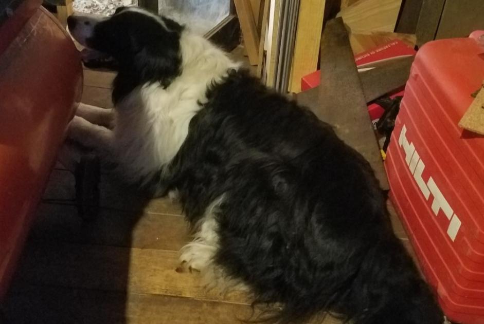 Alerta descoberta Cão Desconhecido Cazalis France
