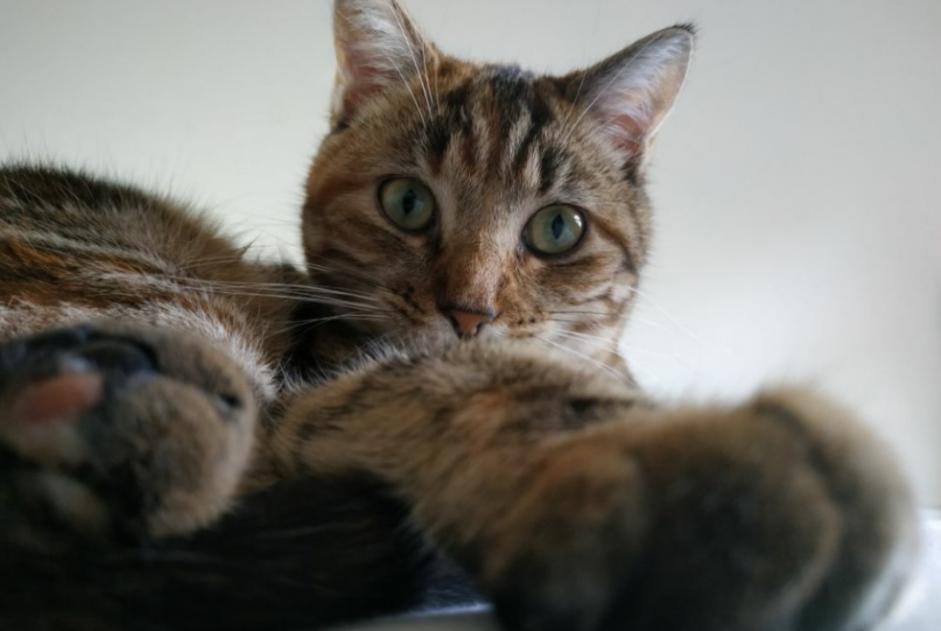 Alerta desaparecimento Gato  Fêmea , 5 anos Eysines France