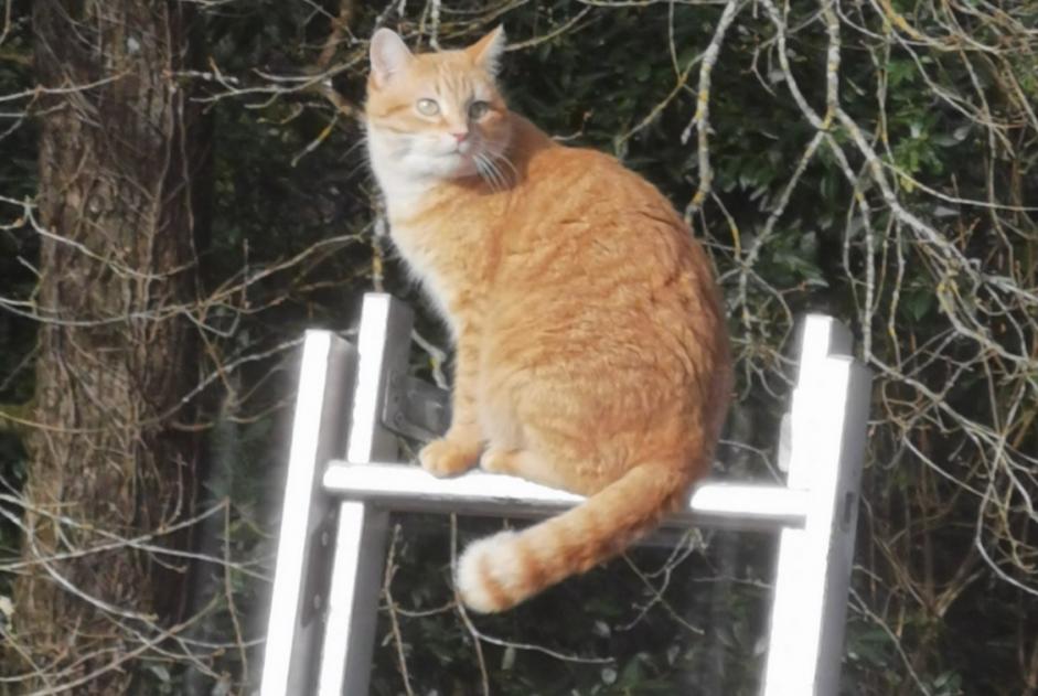 Alerta desaparecimento Gato Fêmea , 9 anos Bayas France Alerta desaparecimento Gato Fêmea , 9 anos Bayas France